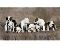 sm cooper photography, pet protraits, photographers in connecticut, ct photographer